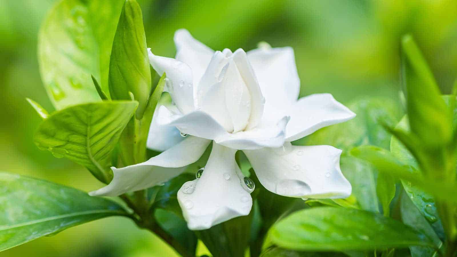 2024 Gardenia Secrets: Why Leaves Turn Yellow and How to Fix It. 1 2024 Gardenia Secrets: Why Leaves Turn Yellow and How to Fix It.