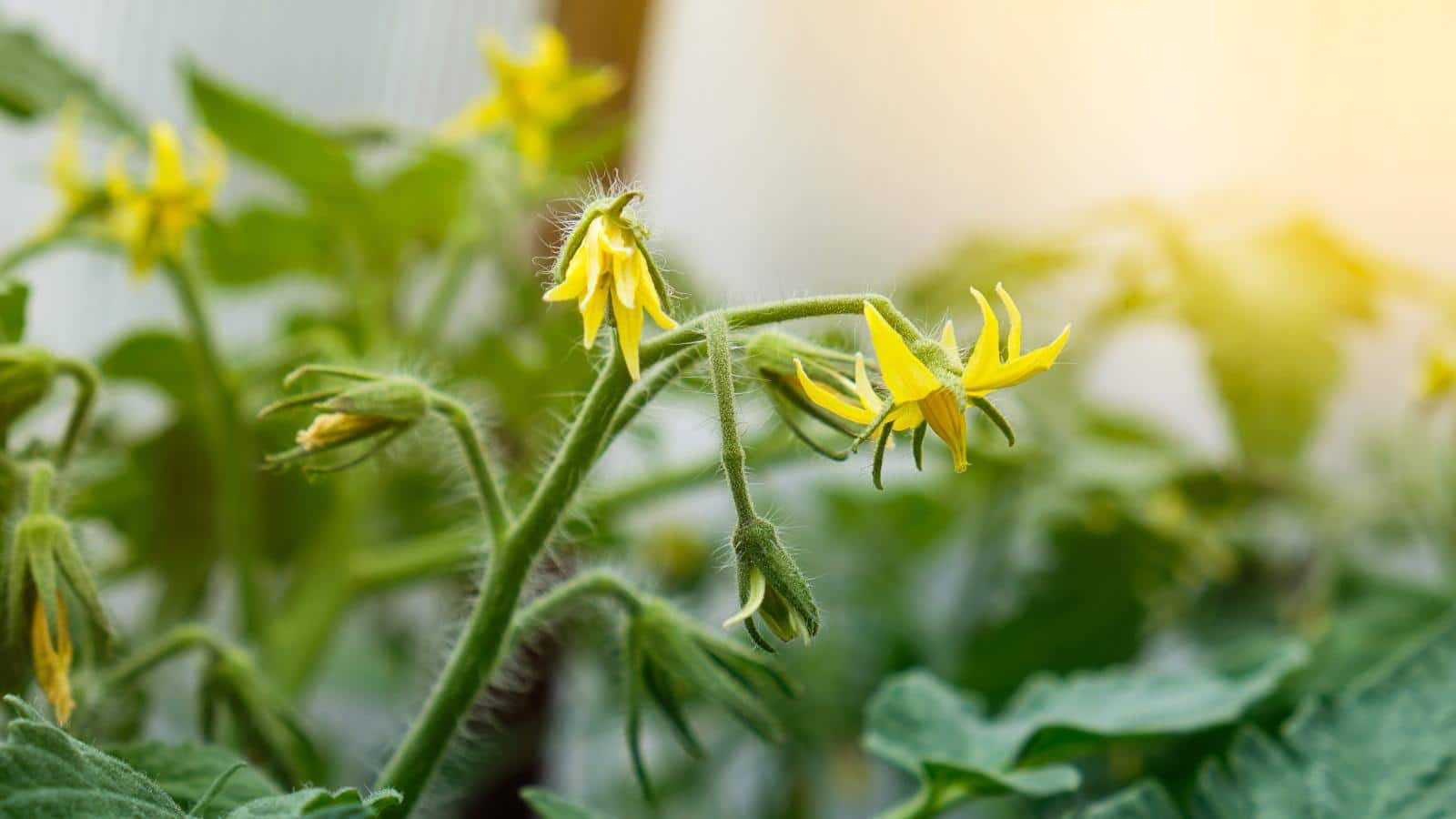 Boost Your Tomato Harvest in 2024 with These 5 Secrets. 1 Boost Your Tomato Harvest in 2024 with These 5 Secrets.