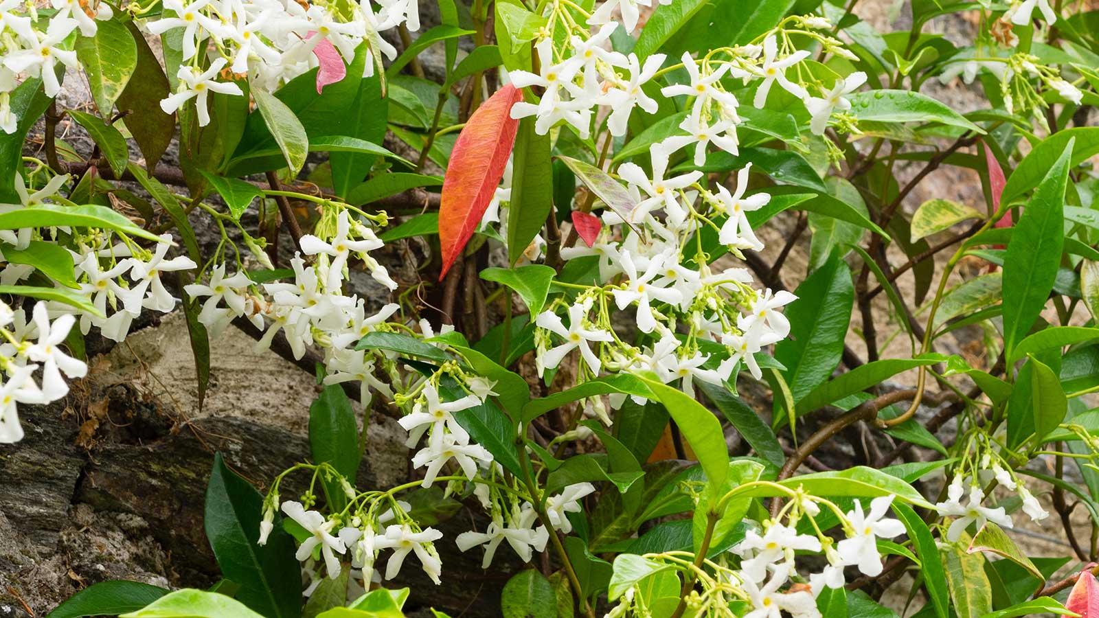 Reasons Your Star Jasmine Leaves Turn Red in 2024 - Unexpected Revelations. 1 Reasons Your Star Jasmine Leaves Turn Red in 2024 - Unexpected Revelations.