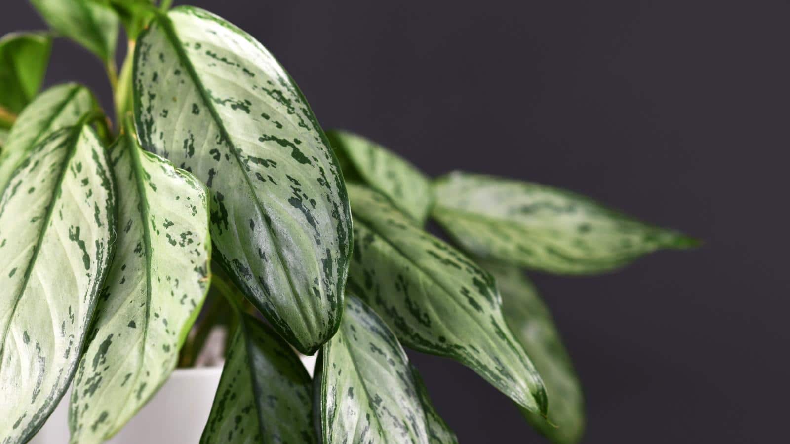 Why Your Chinese Evergreen Leaves Turn Yellow in 2024. 1 Why Your Chinese Evergreen Leaves Turn Yellow in 2024.