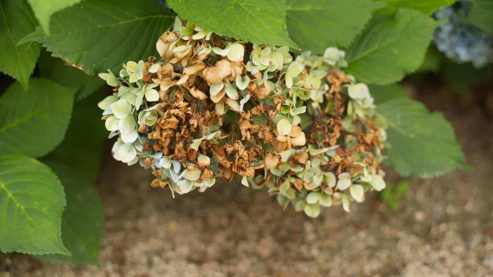 Hydrangea Woes in 2024: 5 Surprising Secrets to Lush Blooms. 1 Hydrangea Woes in 2024: 5 Surprising Secrets to Lush Blooms.