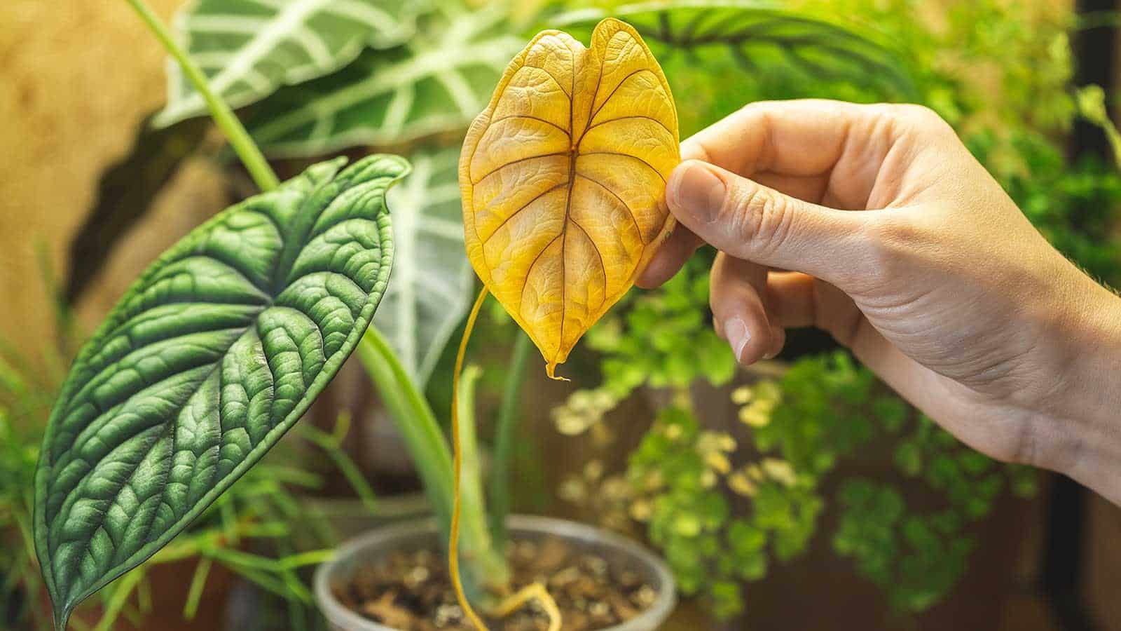Reviving Your Indoor Alocasia: [CURRENT TREND] Secrets for [YEAR] 2024.
