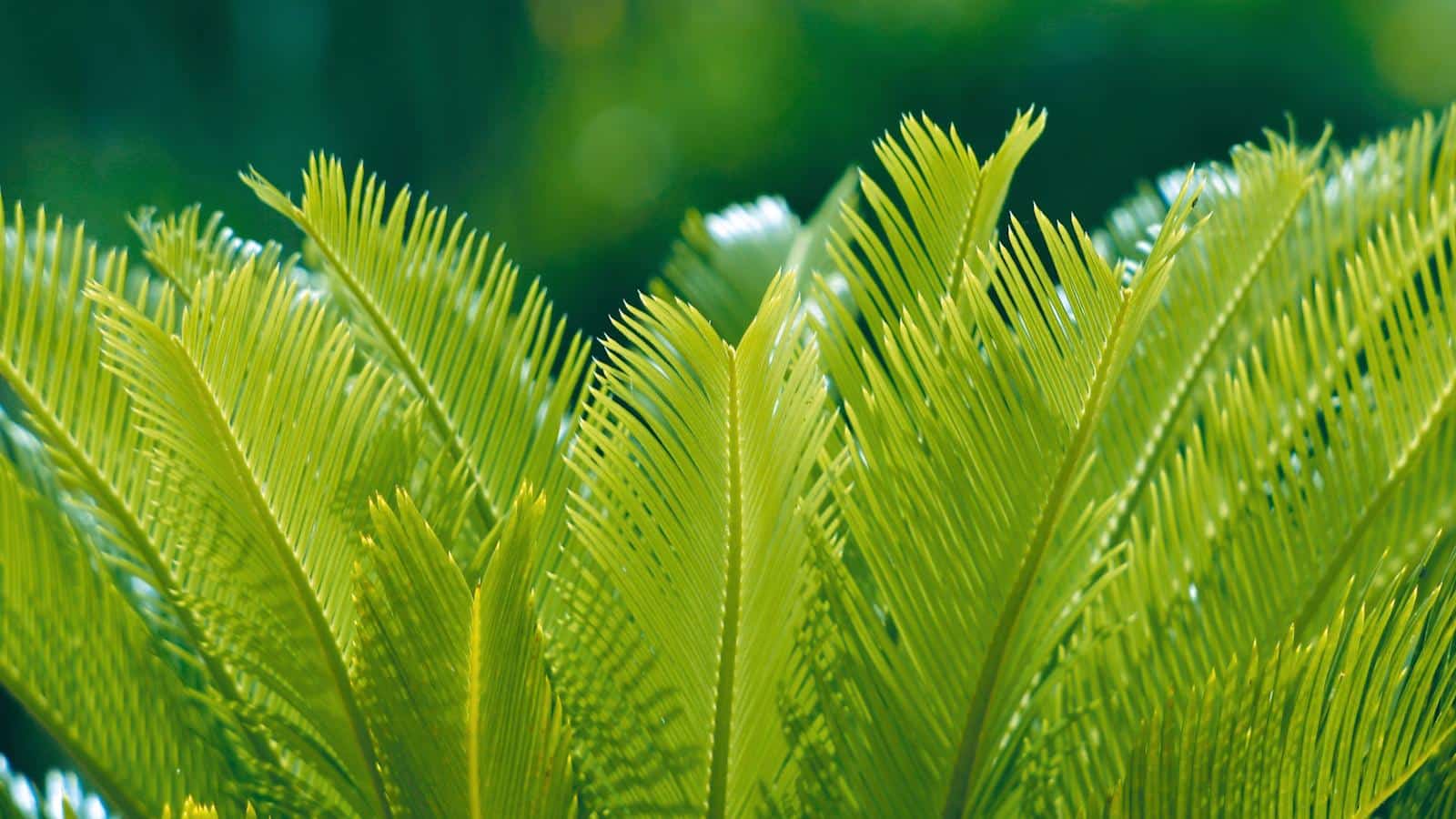 4 Surprising Sago Palm Solutions for Lush Growth in 2024. 1 4 Surprising Sago Palm Solutions for Lush Growth in 2024.