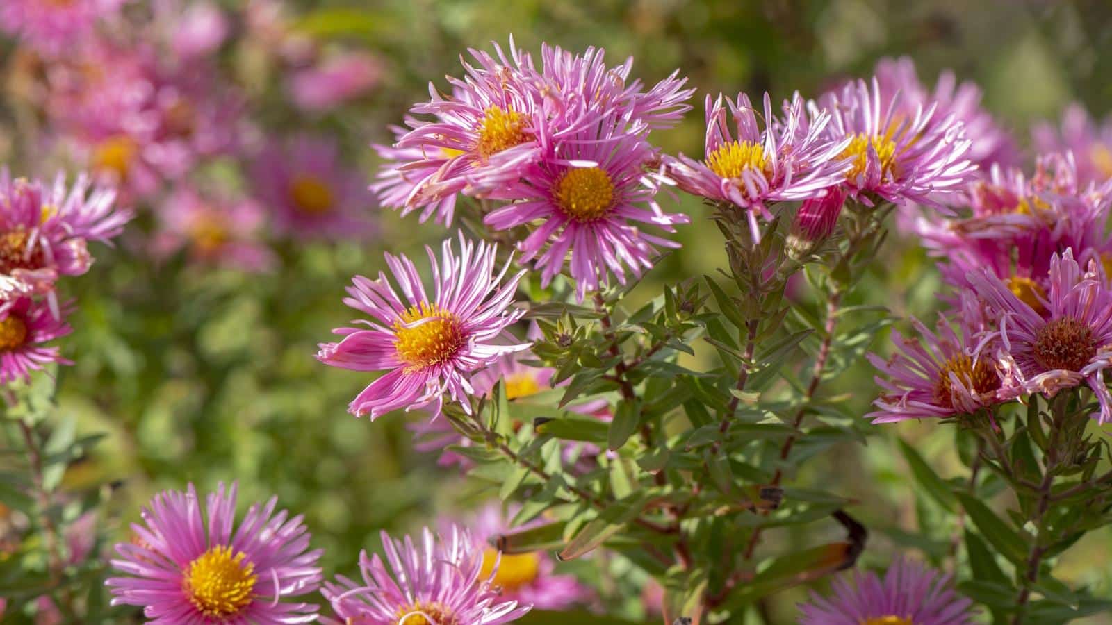 10 Best Aster Varieties for Stunning 2024 Blooms.