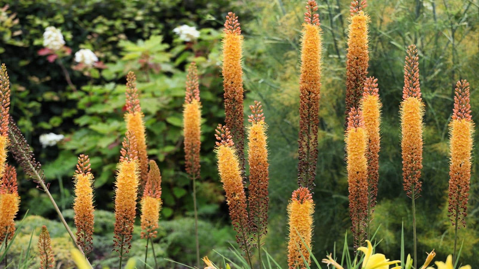 Natural Screening Secrets of 11 Graceful 2024 Tall Perennials. Grow Stunning Privacy. 1 Natural Screening Secrets of 11 Graceful 2024 Tall Perennials. Grow Stunning Privacy.