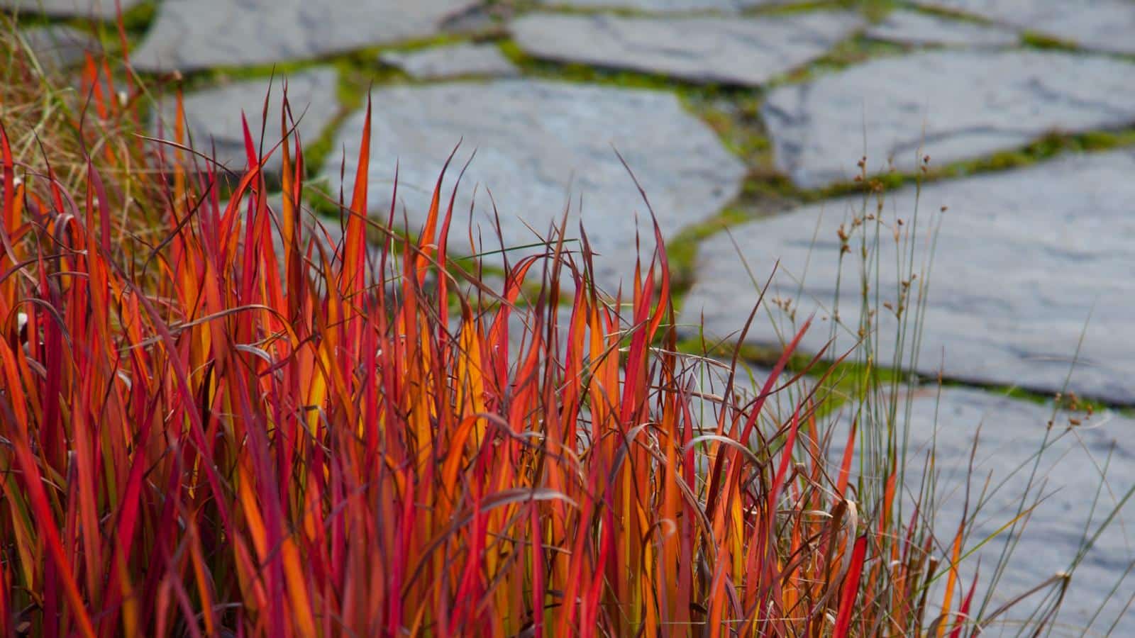 Grow Japanese Blood Grass in 2024. Unexpected Revelations for Vibrant Foliage. 1 Grow Japanese Blood Grass in 2024. Unexpected Revelations for Vibrant Foliage.