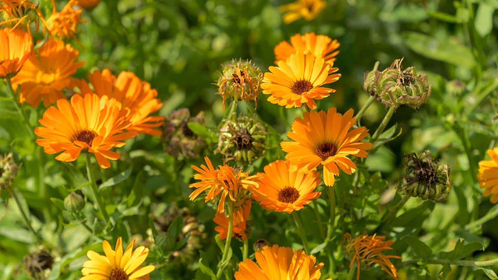 Harvest Calendula Seeds in 2024 for Vibrant Blooms. 1 Harvest Calendula Seeds in 2024 for Vibrant Blooms.