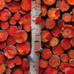 SURPRISING RESULTS REVEAL THE HIDDEN POWER OF RED ASPEN NAILS.