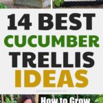 cucumber-trellis-diy-spark-curiosity-unexpected-transformations-2024-gardens