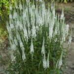 shade-loving-perennials-discover-5-secrets-lush-garden-2024-hidden-gems-beauty-resilience