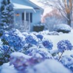 The Top 7 Hydrangea Frost Protection Hacks You Need to Try This Spring.