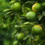 asian-citrus-psyllid