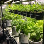best-air-pump-for-hydroponics