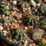 Cactus Soil Mix: How to Prepare the Perfect Soil for Healthy Cacti