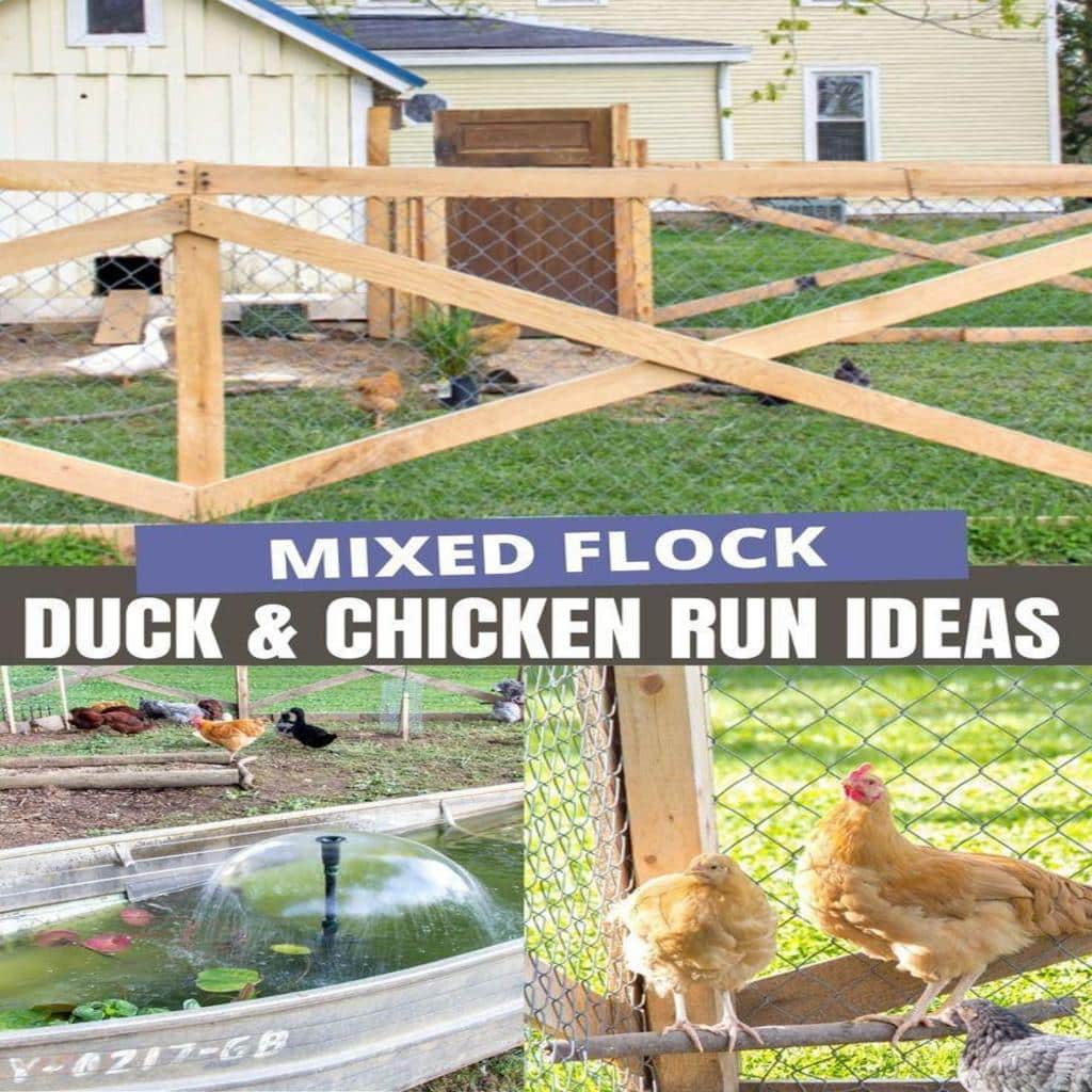 Diy Duck Enclosure Ideas Ways To Create A Safe Haven For Your Ducks