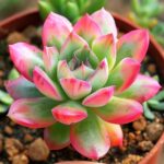echeveria-agavoides