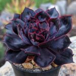 Echeveria Black Prince: Care Guide for This Dark Beauty