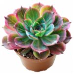 Echeveria Lola Care: How to Maintain This Stunning Succulent