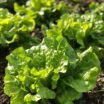 Preventing Lettuce Bolting: Tips to Keep Your Lettuce Fresh Longer