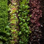 How to Plant Microgreen Seeds: A Beginner's Guide