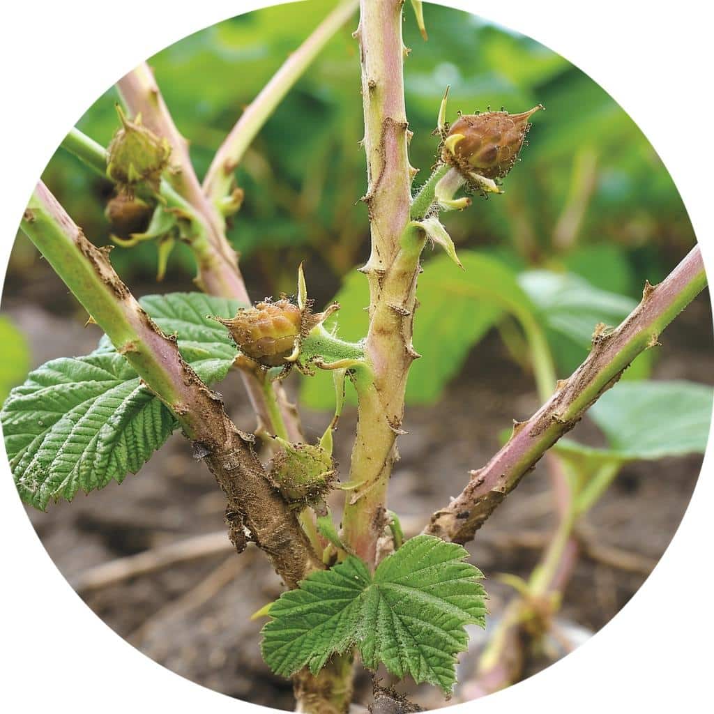 Controlling Raspberry Crown Borer: Prevention and Treatment Tips 2 Controlling Raspberry Crown Borer: Prevention and Treatment Tips