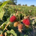 Controlling Raspberry Crown Borer: Prevention and Treatment Tips raspberry-crown-borer