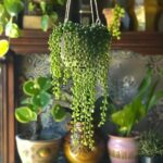String of Pearls Plant Care: Growing This Unique Succulent Indoors String of Pearls Plant Care: Growing This Unique Succulent Indoors