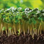 beet-microgreens