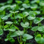 broccoli-microgreens