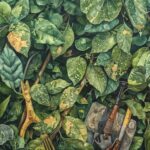 cercospora-leaf-spot