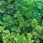 growing-chervil