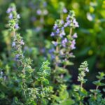 lemon-thyme