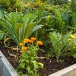 Grow a Pest-Free Garden in 2024. Secrets Revealed.
