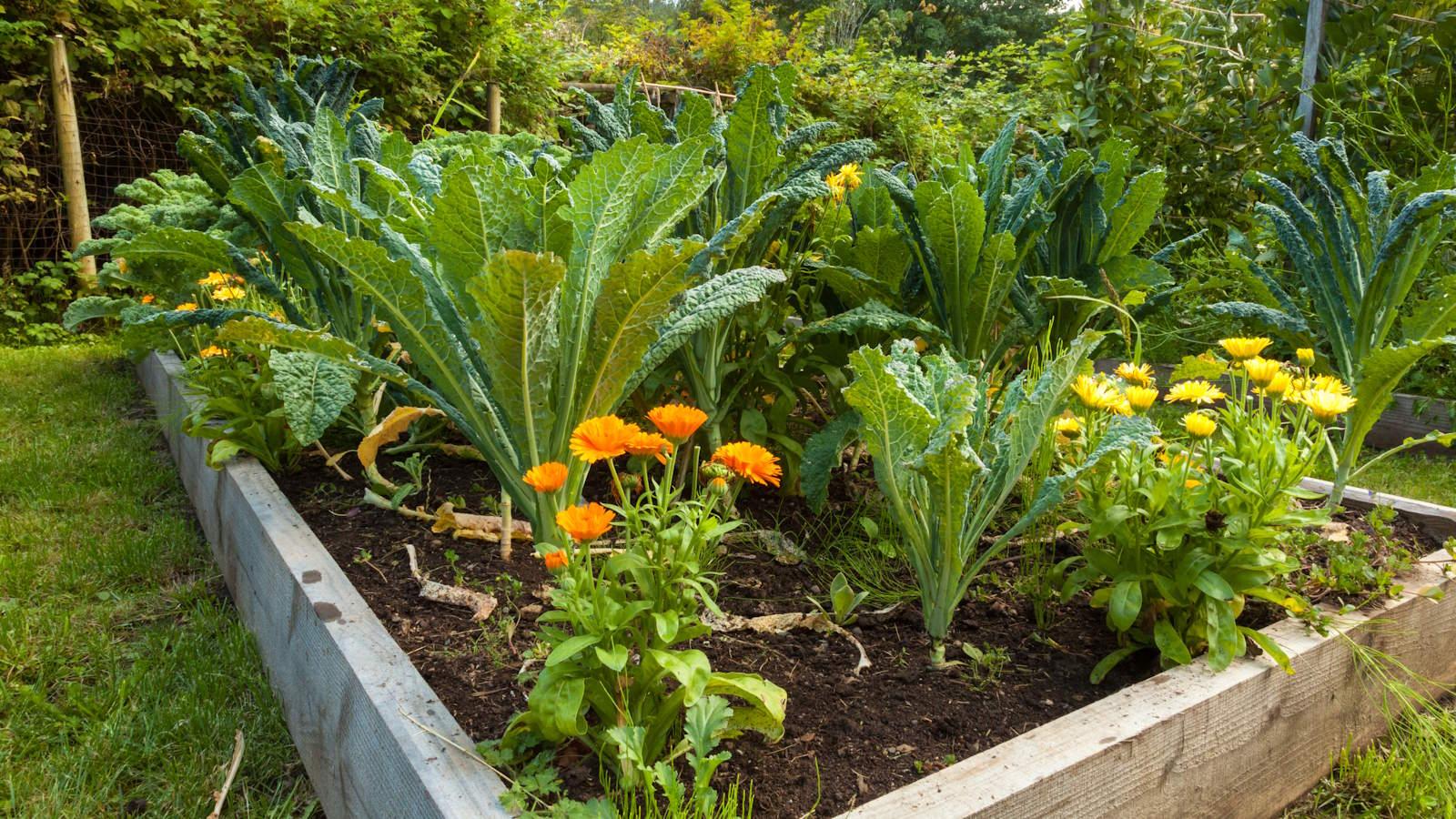 Grow a Pest-Free Garden in 2024. Secrets Revealed.