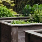 Revitalizing Raised Beds in 2024: Secrets to Flourishing Plants.