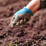 7 Surprising Fertilizing Secrets for Your 2024 Garden.