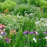 Thriving in Water-Logged Soil: 12 Flood-Resilient Plants for 2024.