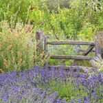 The Best Companion Plants for Lavender in 2024. Unexpected Revelations and Transformations.