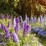 2024 Delphiniums Care Tips. Gardening Secrets Revealed.