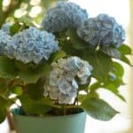 Grow Thriving Indoor Hydrangeas in 2024. Unexpected Revelations for Beautiful Blooms. Discover Now!