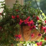Fuchsia Hanging Basket Care in 2024. Unexpected Revelations and Vital Tips. Fuchsia Hanging Basket Care in 2024. Unexpected Revelations and Vital Tips.