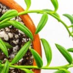2024's Must-Have Houseplant: Surprising Secrets of the String of Bananas. 2024's Must-Have Houseplant: Surprising Secrets of the String of Bananas.