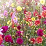 How to Double Your Dahlias for Bumper Blooms in 2024.