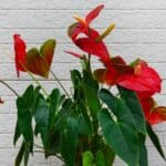 Fertilize Anthuriums in 2024 for Longer-Lasting Blooms.