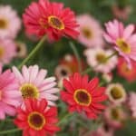 Glow Up Your Garden in 2024: Secrets to Vibrant Gerbera Daisies. Glow Up Your Garden in 2024: Secrets to Vibrant Gerbera Daisies.