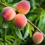 Grow Juicy Peaches in 2024 With These 3 Expert Secrets.