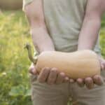 Unlock the Secrets of 2024's Butternut Squash Transformations. Grow Yours Now.