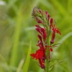 Grow Stunning Cardinal Flowers in 2024. The Secrets to Transformative Native Blooms.