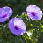Grow Morning Glories in 2024 for Stunning Blooms. Grow Morning Glories in 2024 for Stunning Blooms.