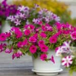 How to Grow Stunning Petunias in 2024 Pots. How to Grow Stunning Petunias in 2024 Pots.